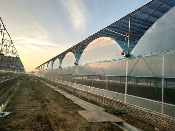 連棟薄膜溫室